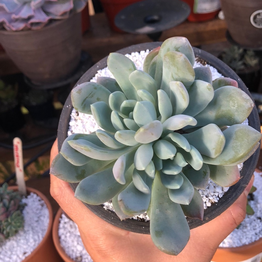 Succulent - Picture 5 of 7